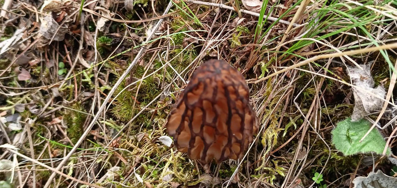 We Priduce different types of mushroom