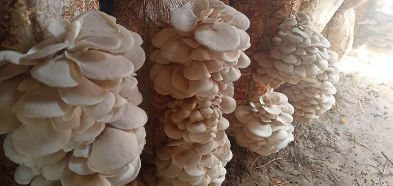 Welcome to K and K Mushroom Industry